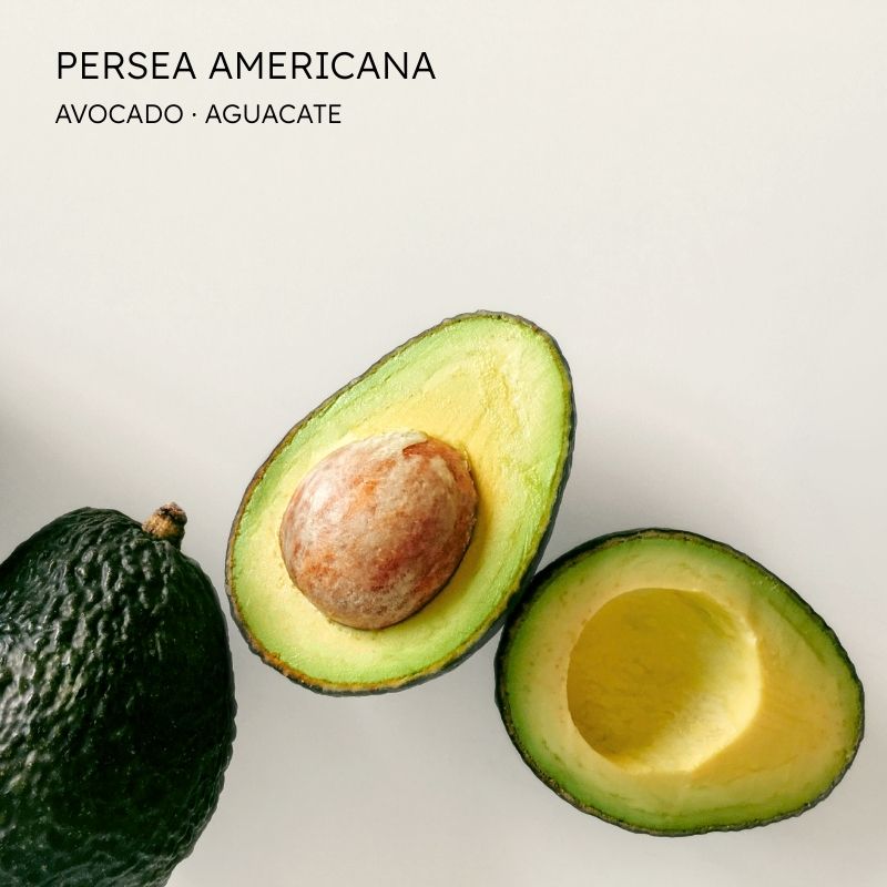 Aguacate