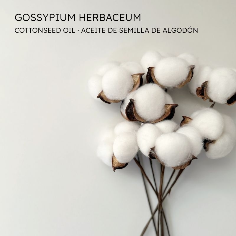 Algodón - Cotton