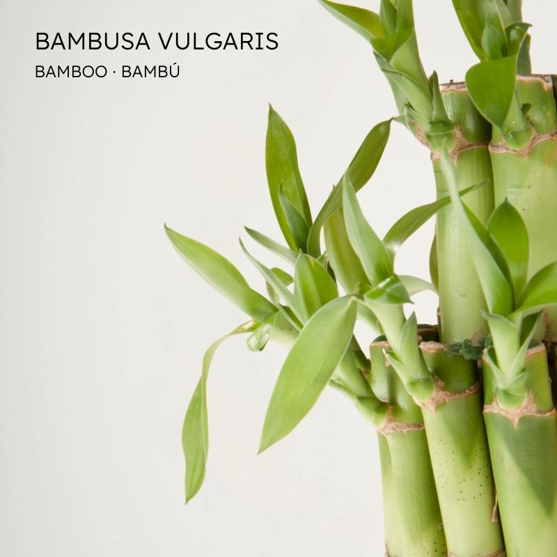 Bambú
