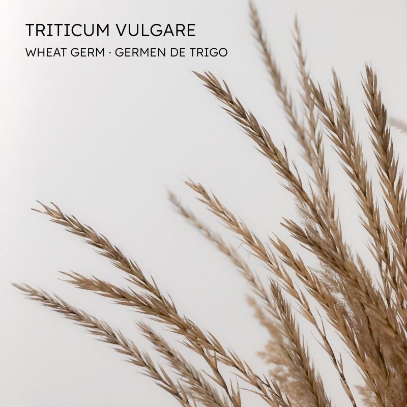 Germen de trigo