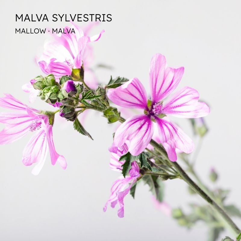 MAllow Malva