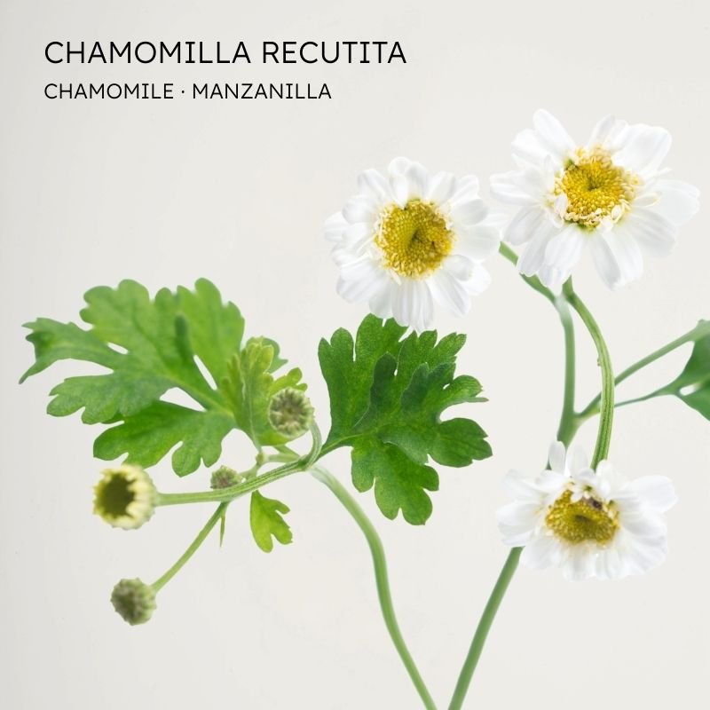 Manzanilla