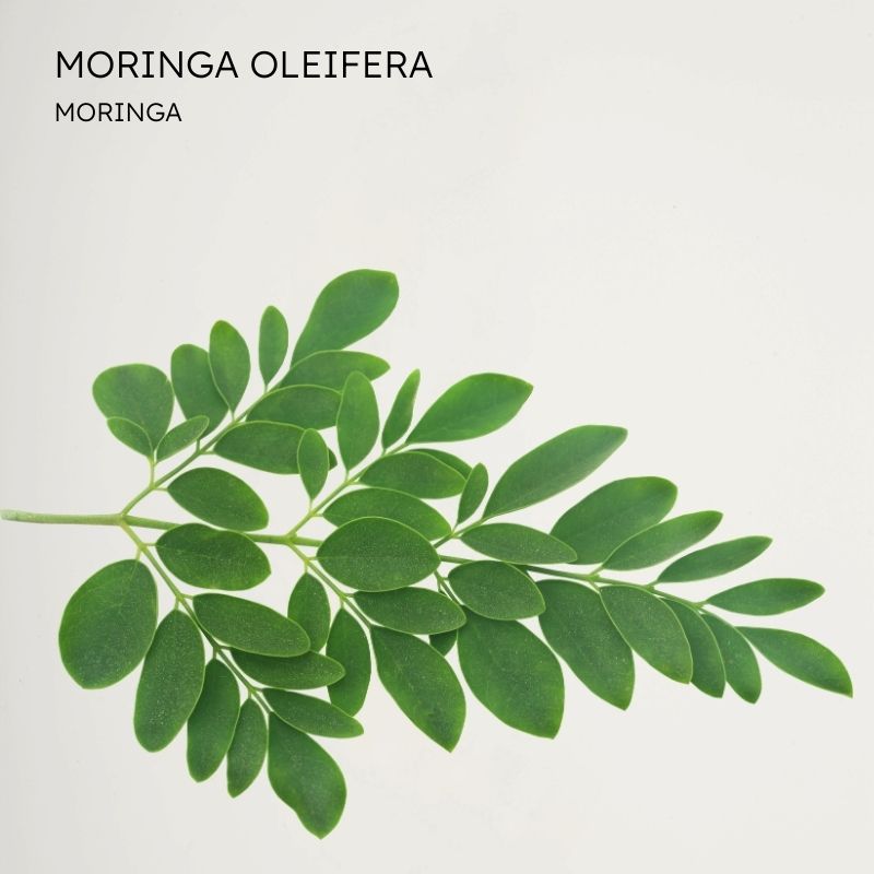 Moringa