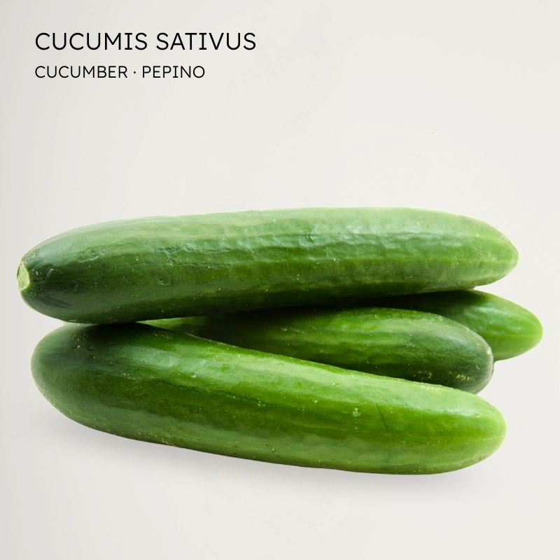 Pepino