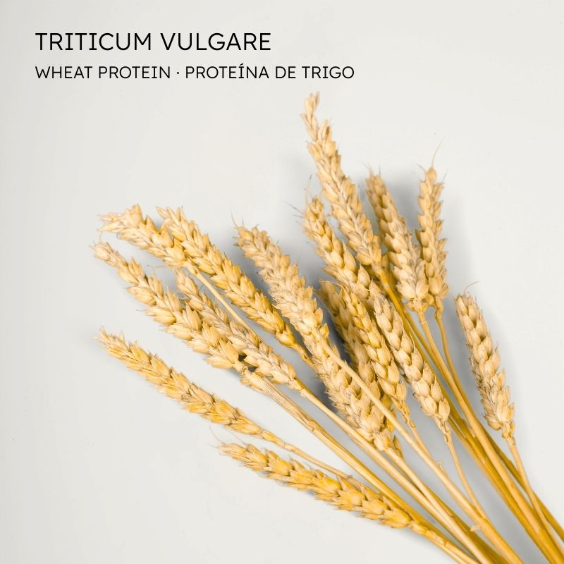 Trigo Proteína